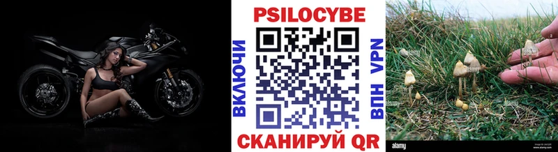 Псилоцибиновые грибы Psilocybine cubensis  Лахденпохья 